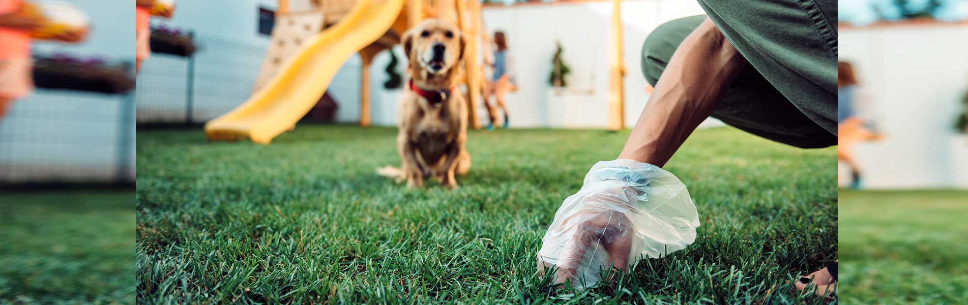 Woman picking up dog poop from the lawn