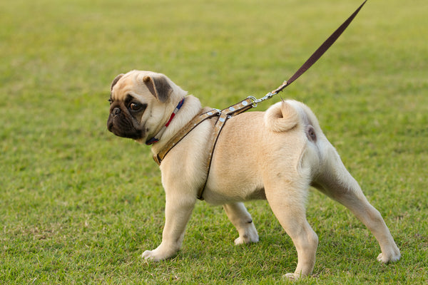 5 Advantages Of Using A Hands-Free Dog Leash