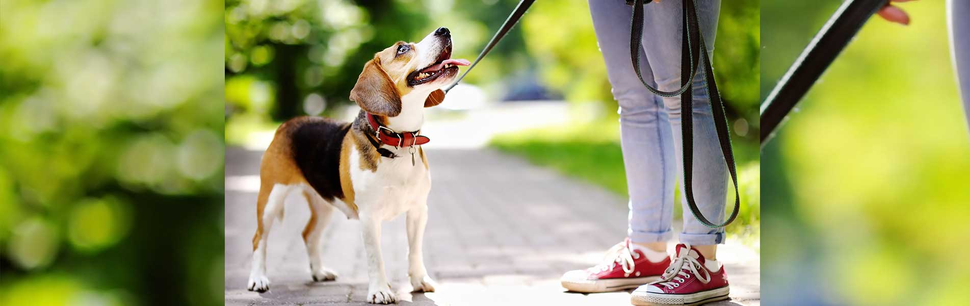 Young woman with Beagle dog in the park