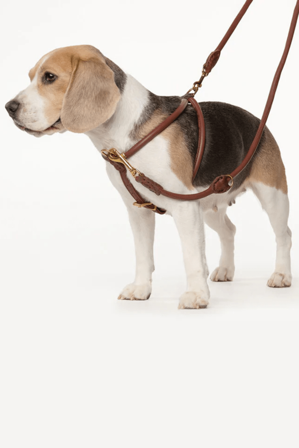 Luxury Colorful Leather Dog Collars