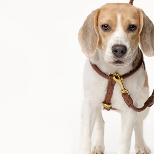 Luxury Colorful Leather Dog Collars