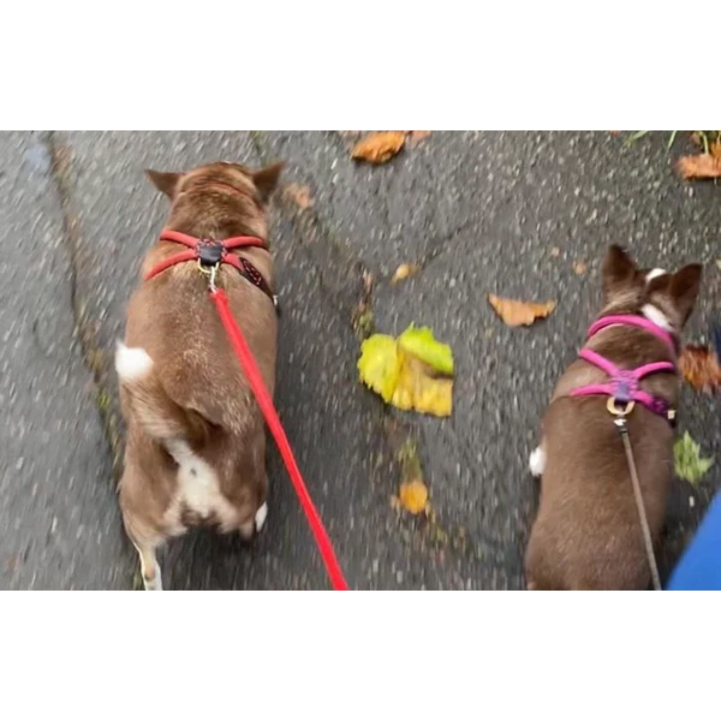 Harness shops for long haired dog