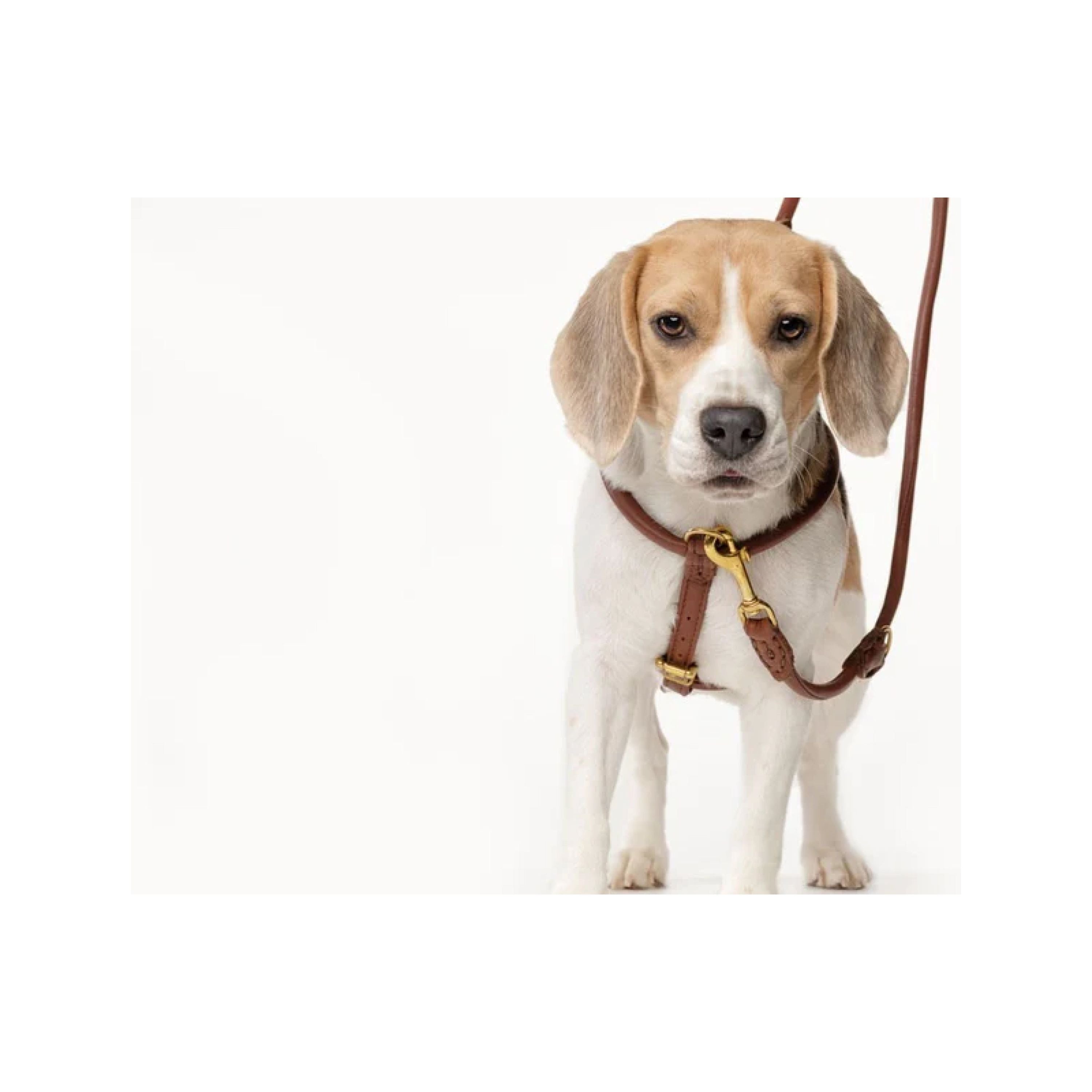 Ålborg- No Pull, Rolled, Comfort and Cloud-Like Soft Leather Harness