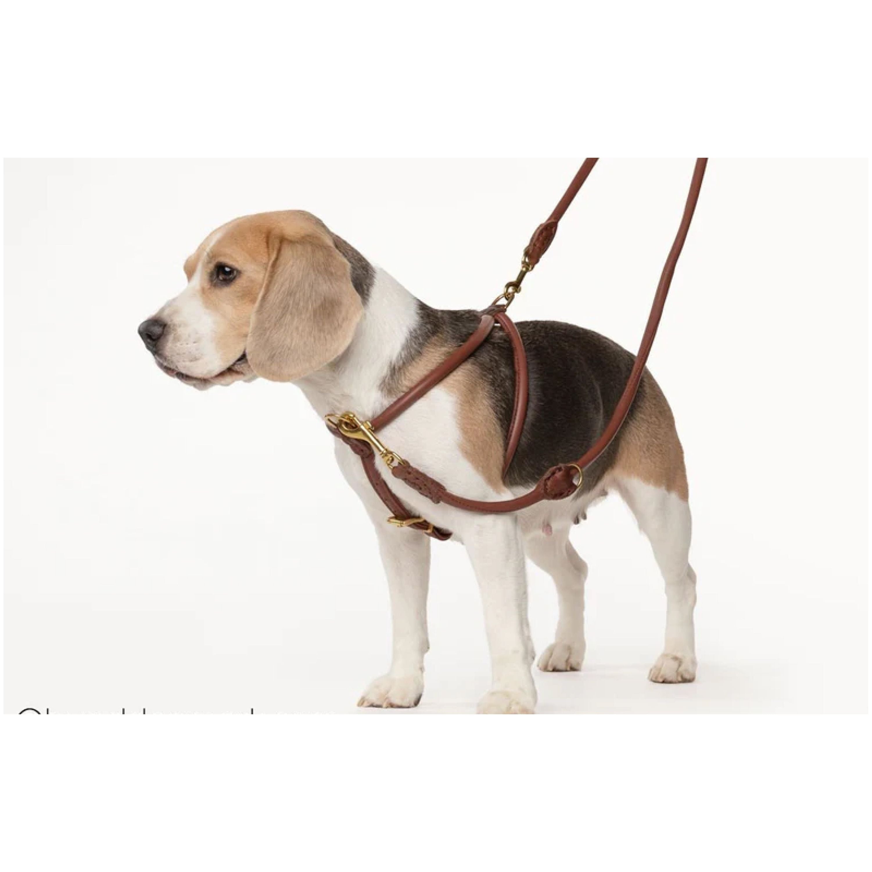 Ålborg- No Pull, Rolled, Comfort and Cloud-Like Soft Leather Harness