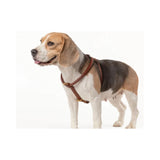 Ålborg- No Pull, Rolled, Comfort and Cloud-Like Soft Leather Harness