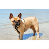 Ålborg- No Pull, Rolled, Comfort and Cloud-Like Soft Leather Harness